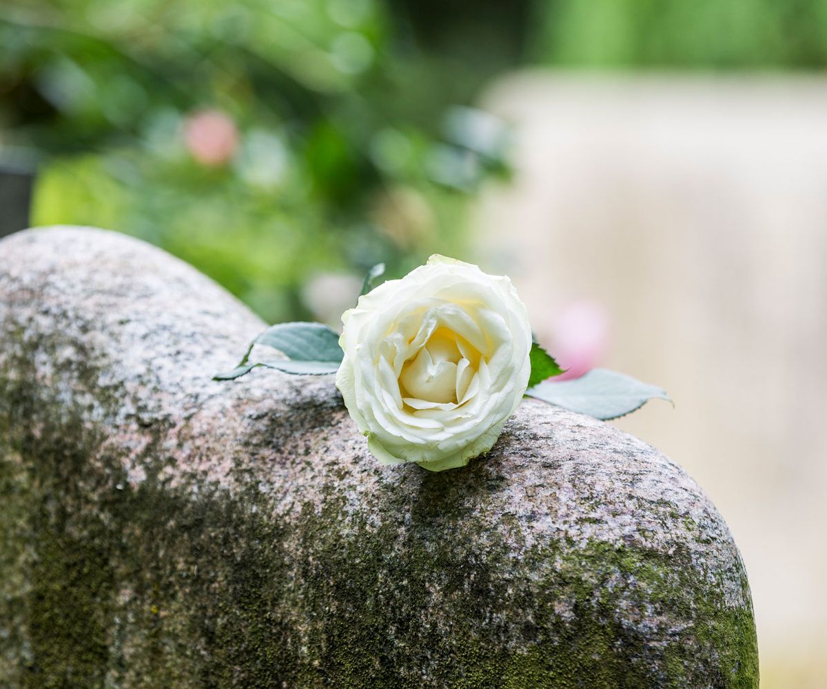 Weiße Rose auf einem Grabstein
